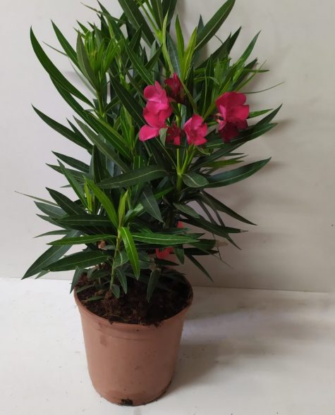 Adelfa (Nerium Oleander)